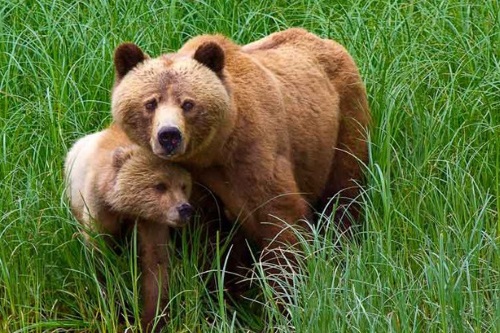 Grizzly Bear Tour Telegraph Cove